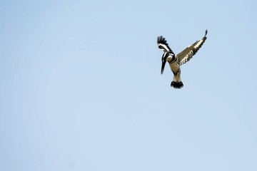 Pied Kingfisher