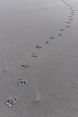 Animal Foot Prints in the Sand