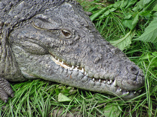 Obraz premium crocodile