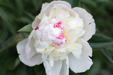 Delicate, white peonies