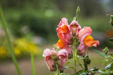 The blossoming snapdragon flowers in garden 