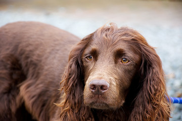 Brown cocker spaniel .