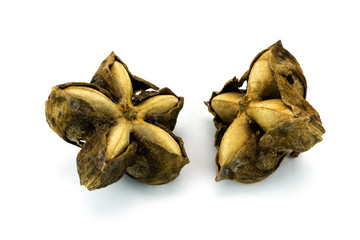 Sacha Inchi Nuss isoliert