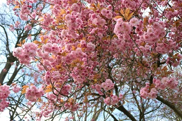 Crédence de cuisine en verre imprimé Fleur de cerisier  Kersenbloesem in het park