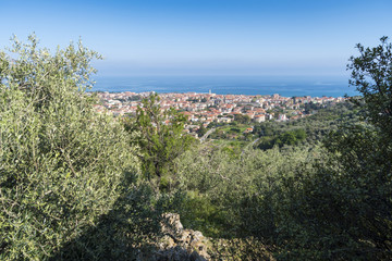 Fototapeta premium Panorama of Liguria coast with Diano Marina (Imperia, Italy), seen from an olive grove