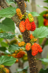 The mulberry fruits closeup 