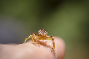 Jumping spider on finger with macro lens