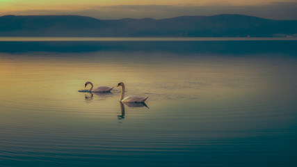 Swans at the lake