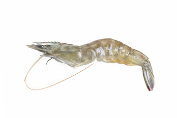 fresh shrimp/prawn on white background