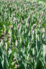 Many untapped tulips in the garden