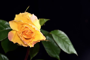 Fototapeta premium Yellow rose on a black background