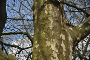 Starker Baum, eine Fotografie vom Stamm im Detail