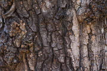 Bark of tree