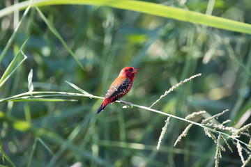 Red Avadavat