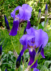 flowering irises in garden/photography with scene flowering spring iris in garden