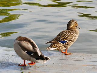 Mallard duck pair on the dock near a lake