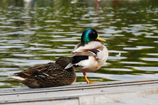 Mallard duck pair on the dock near a lake