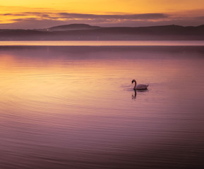 Swan at sunset