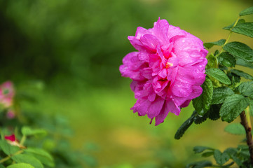 Blossoming Chinese rose flower closeup 