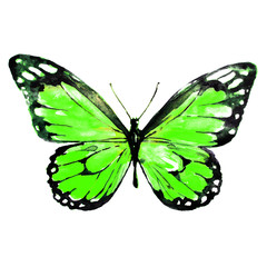 beautiful green butterfly,watercolor,isolated on a white