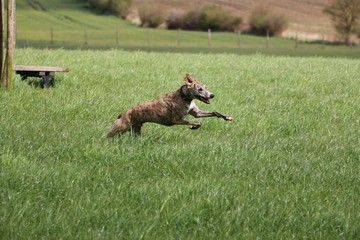 rennender whippet