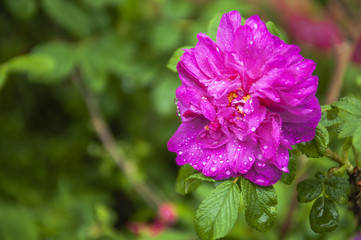 Blossoming Chinese rose flower closeup 