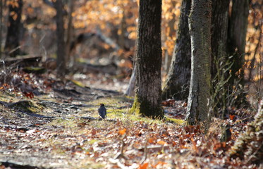 Hike through the forest