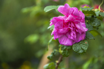 Blossoming Chinese rose flower closeup 