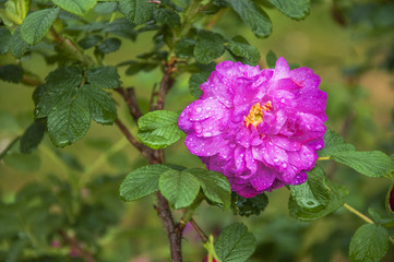Blossoming Chinese rose flower closeup 
