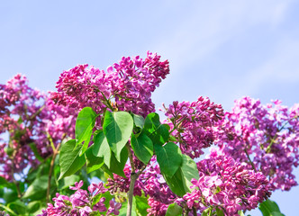 Blooming varietal selection purple lilac (Syrínga). The sort of "India" © aleoks