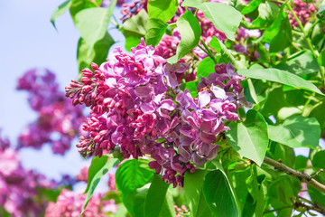 Fototapeta na wymiar Blooming varietal selection purple lilac (Syrínga). The sort of 