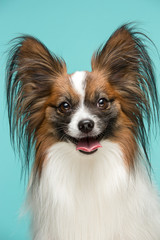 Studio portrait of a small yawning puppy Papillon