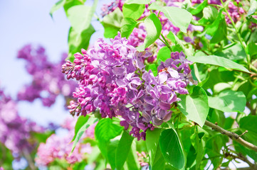 Blooming varietal selection purple lilac (Syrínga). The sort of 
