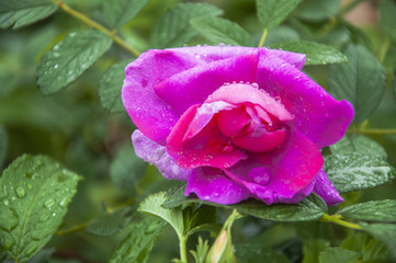 Blossoming Chinese rose flower closeup 