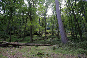 Fototapeta premium Glendalough Scenic Park, Irland