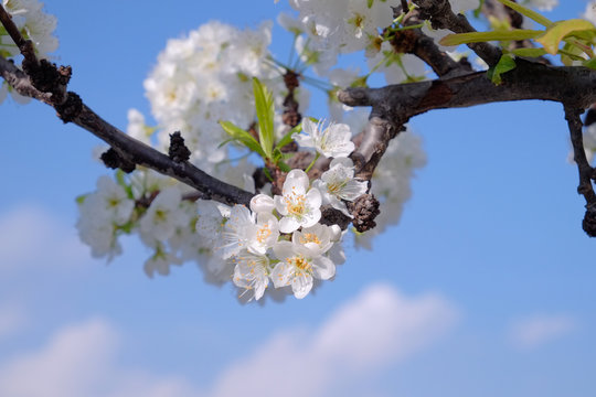 Plum tree in full blossom with blue sky and clouds -1