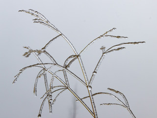 Ice on grass