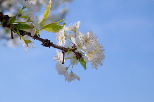 Plum tree in full blossom and blue sky -2
