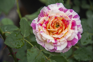 Blossoming Chinese rose flower closeup