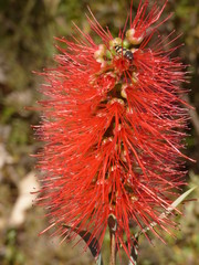 Besondere Blume mit K&auml;fer