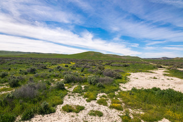 Fototapeta na wymiar Carrizo Plain National Monument, San Andreas Fault (boundary between the Pacific Plate and the North American Plate), California USA, North America