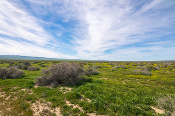 Naklejka premium Carrizo Plain National Monument, San Andreas Fault (boundary between the Pacific Plate and the North American Plate), California USA, North America