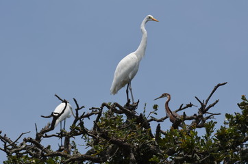 Great herons on the three 