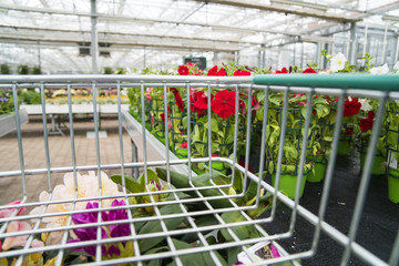 Garden center seen from the cart