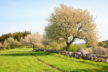 Obraz premium Blooming cherry tree