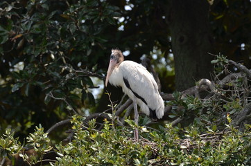 wooden strork on the three in Florida 