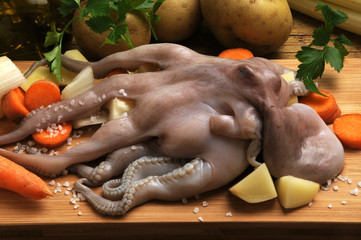 Octopus vulgaris 왜문어 תמנון החוף Осьминог обыкновенный 普通章魚 Polpo マダコ أخطبوط شائع  Bạch tuộc thông thường Ośmiornica zwyczajna هشت‌پای معمولی Obična hobotnica Pulpo © Comugnero Silvana