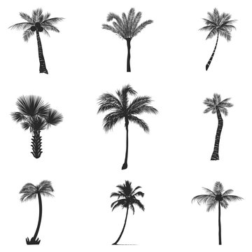 Vector set of silhouettes of palm trees, isolated on white background.