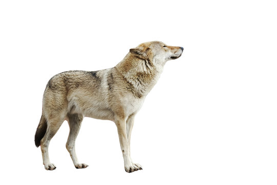 wild animal wolf on a white isolated background