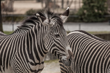 Fototapeta na wymiar Beautiful zebras at zoo in Berlin